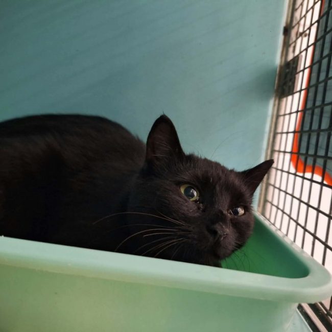Nanouche - Chat Européen à adopter