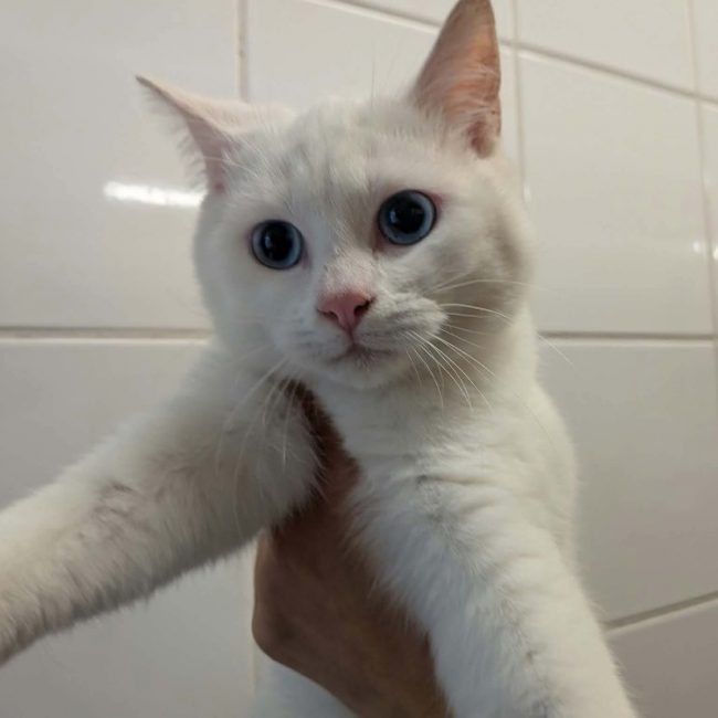 Boreale - Chat Européen à adopter