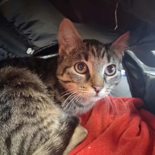 Frimousse - Chat Européen à adopter