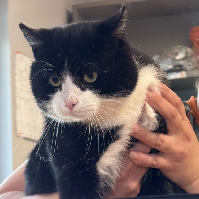 Pesto - Chat Européen à adopter