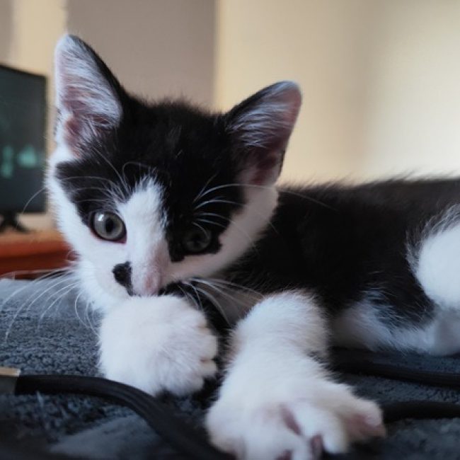 Rapido - Chat Européen à adopter