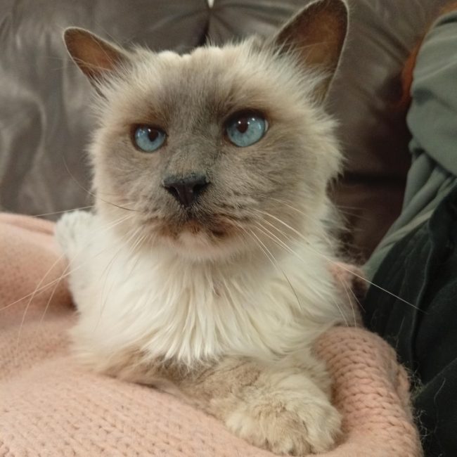 Ecume - Chat Sacré de Birmanie à adopter