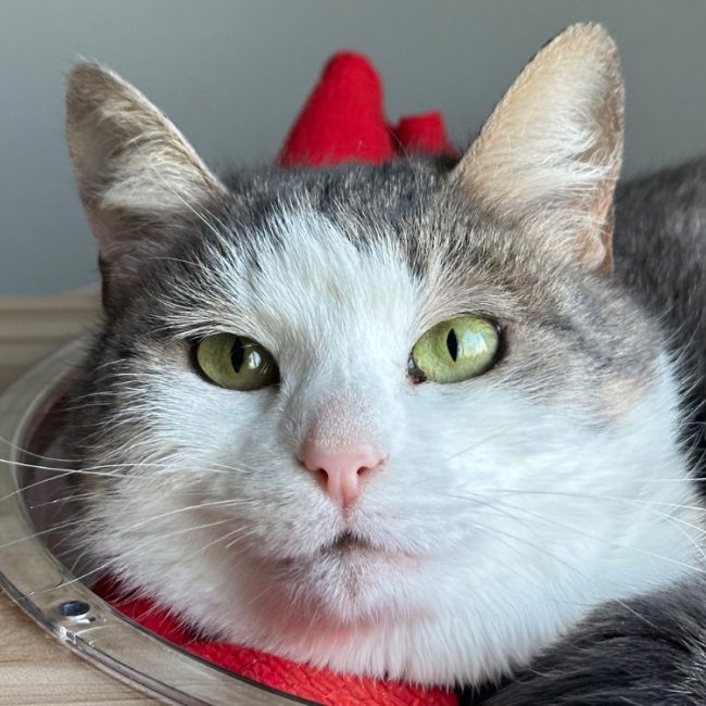 Gardenia - Chat Européen à adopter