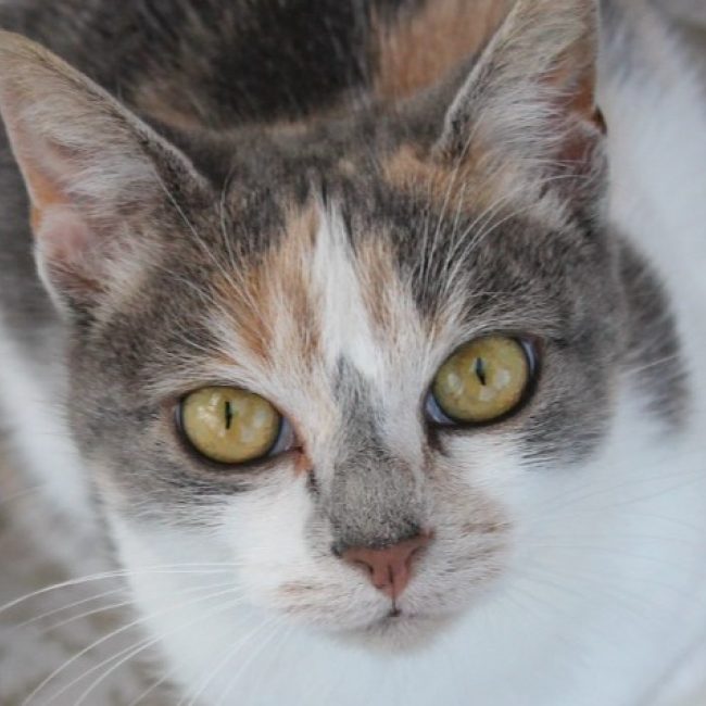 Pimente - Chat à adopter