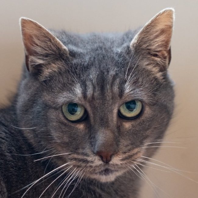 Patate - Chat Européen à adopter