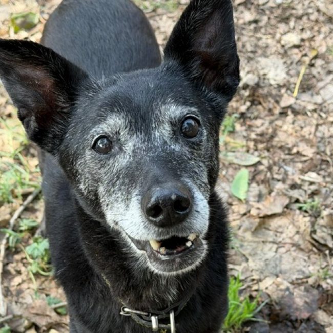 Boa - Chien à adopter