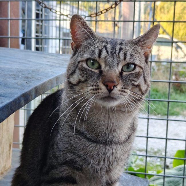 Gribouille - Chat Européen à adopter