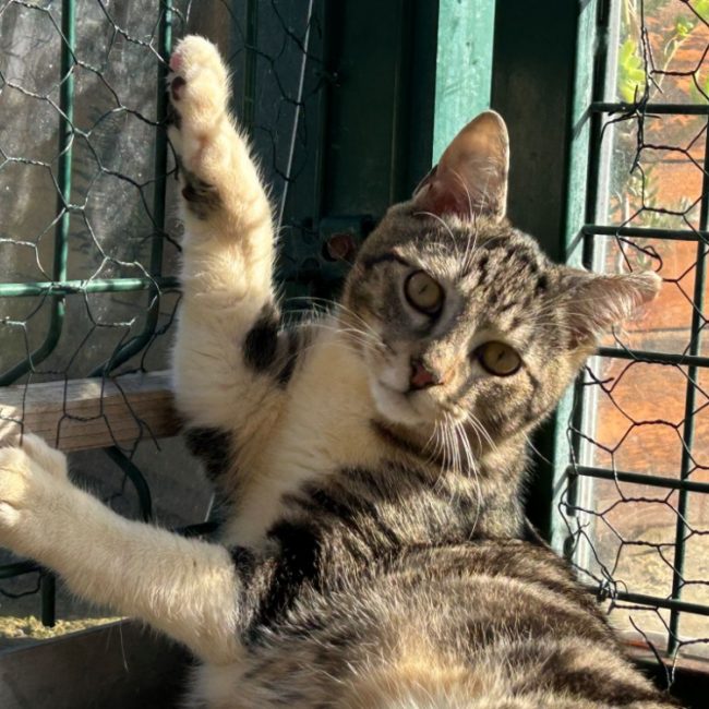Bisou - Chat Européen à adopter