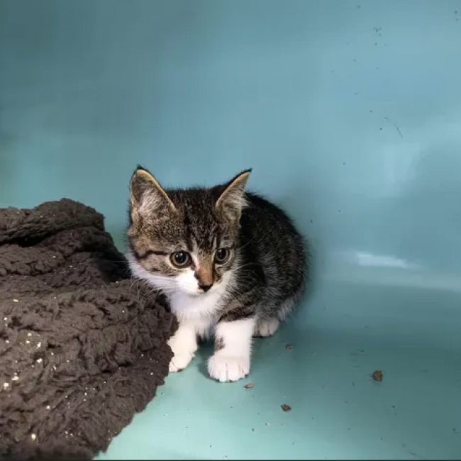 Novito - Chat Européen à adopter