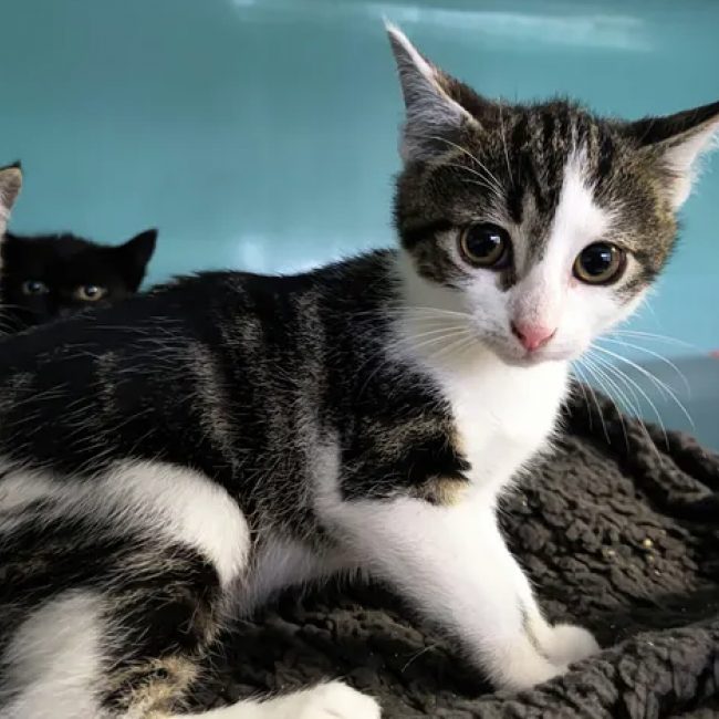 Novo - Chat Européen à adopter