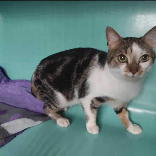 Ford - Chat Européen à adopter
