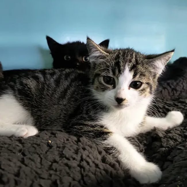 Novita - Chat Européen à adopter