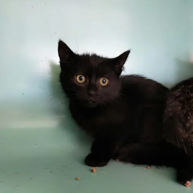 Morgane - Chat Européen à adopter