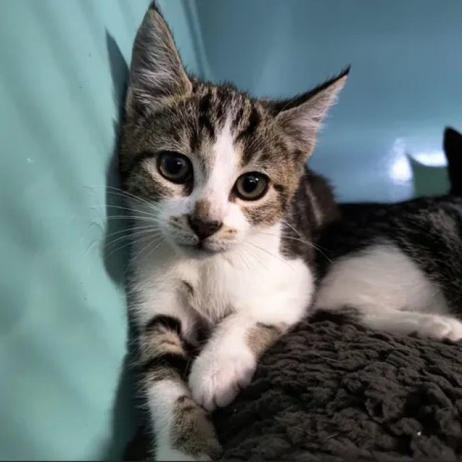 Megane - Chat Européen à adopter