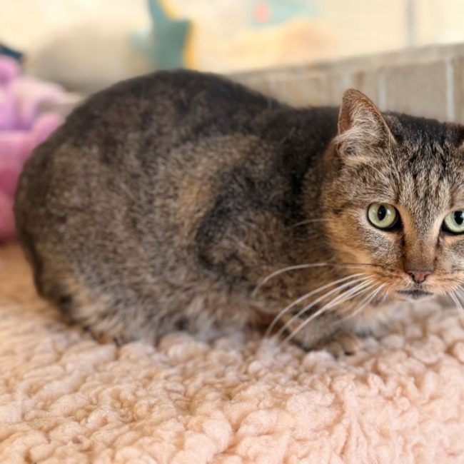 Poggles - Chat Européen à adopter
