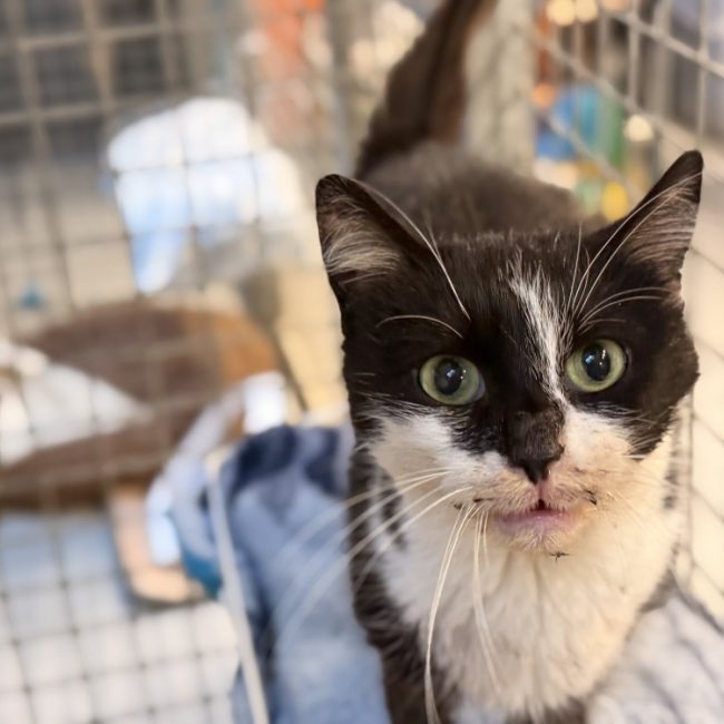 Fuwa - Chat Européen à adopter
