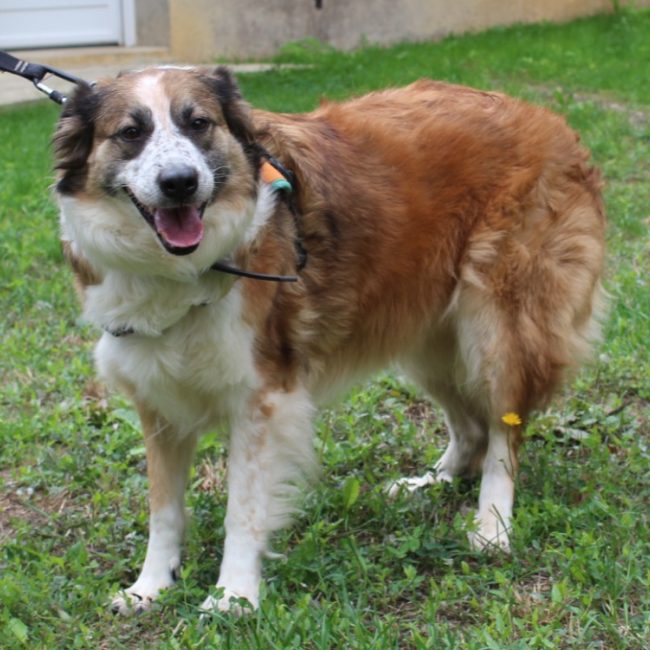 Perle - Chien à adopter