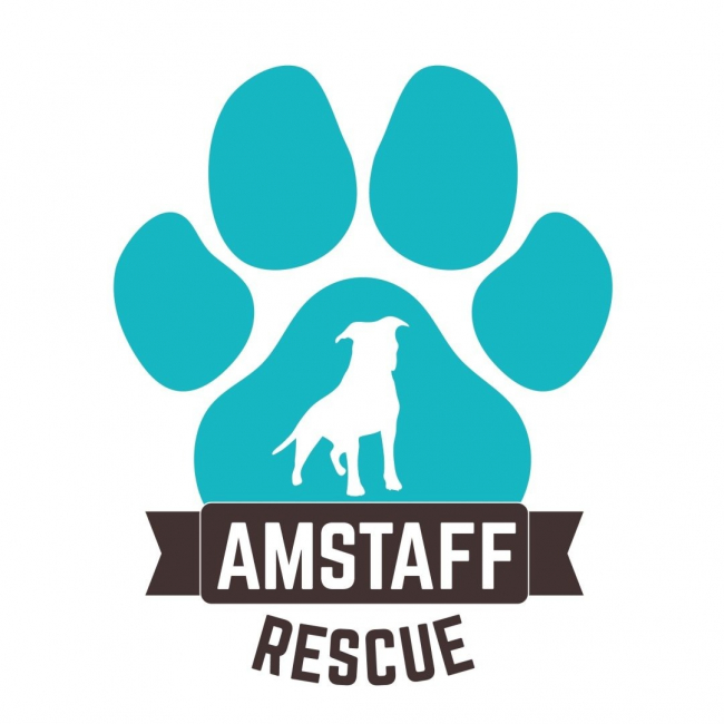Photo de Amstaff Rescue