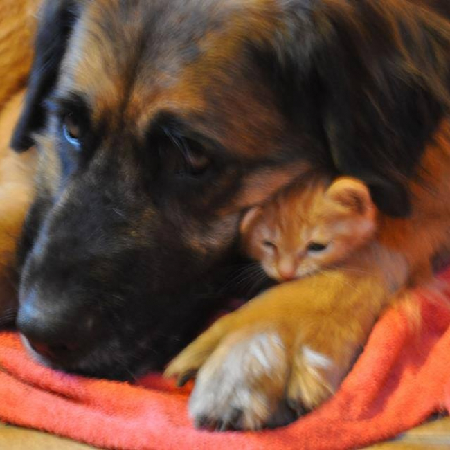 Photo de Adoption leonberg