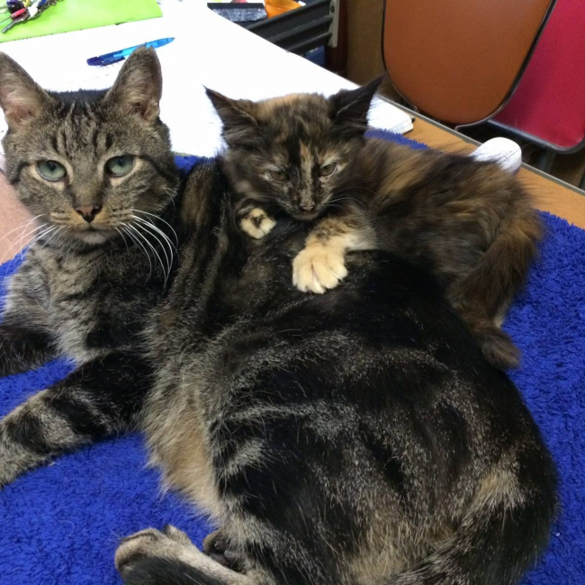Photo de Amis Chats