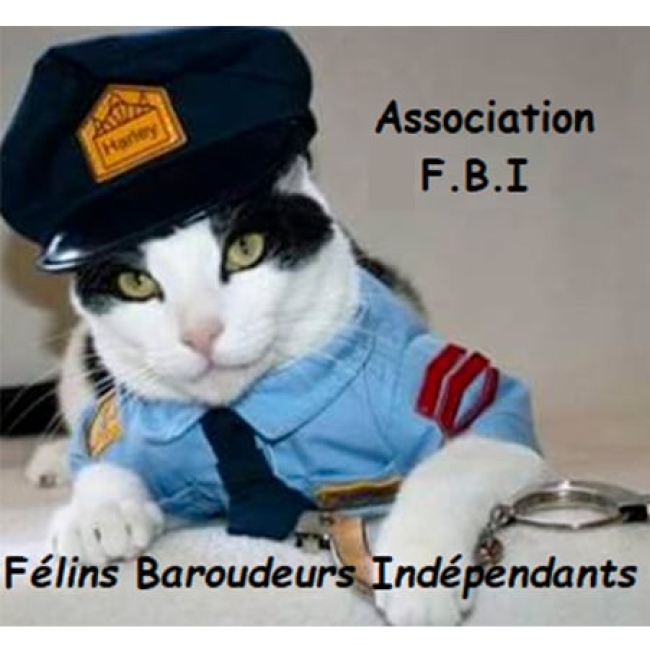 Photo de Les félins