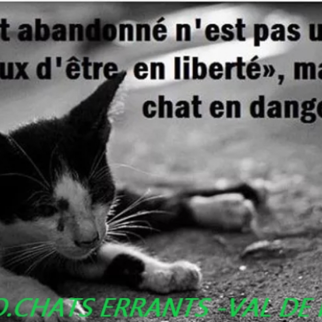 Photo de association chats errants val de nievre