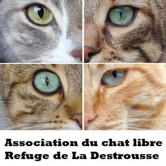 Photo de Association du Chat Libre