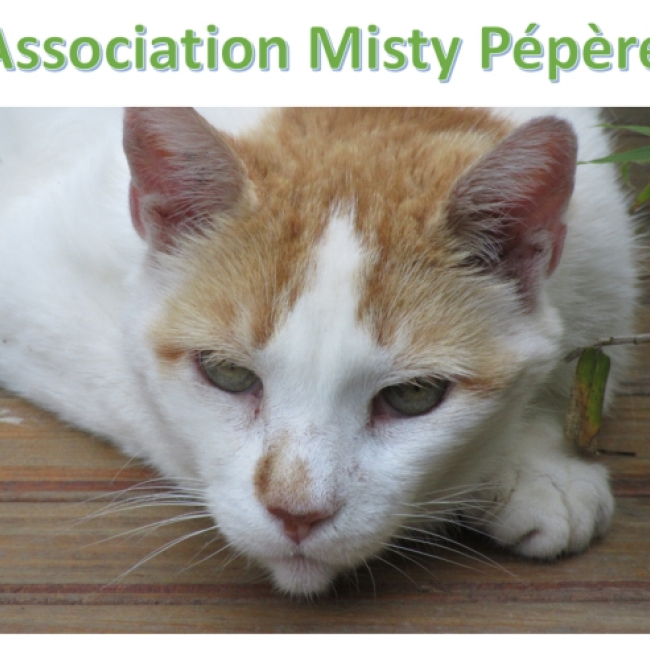 Photo de Association Misty Pépère