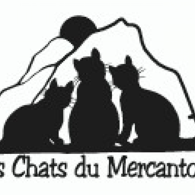 Photo de les chats du Mercantour