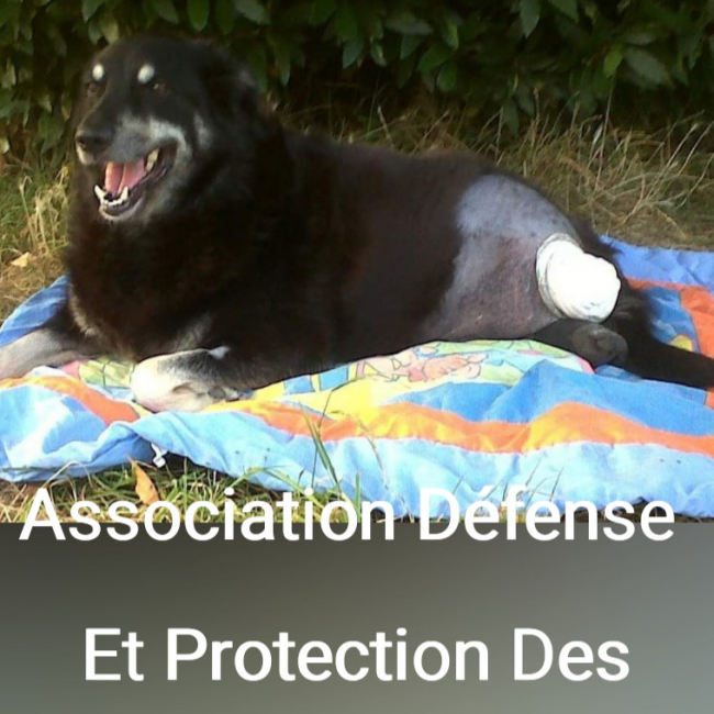 Photo de ADPA HUMANITAS