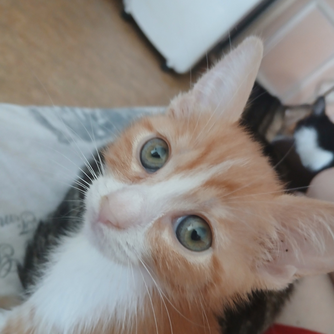 Photo de PALOMA