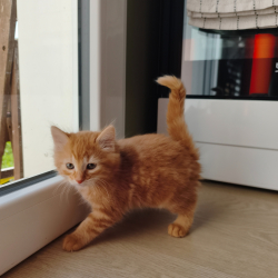 Logo Sos chatons perchés