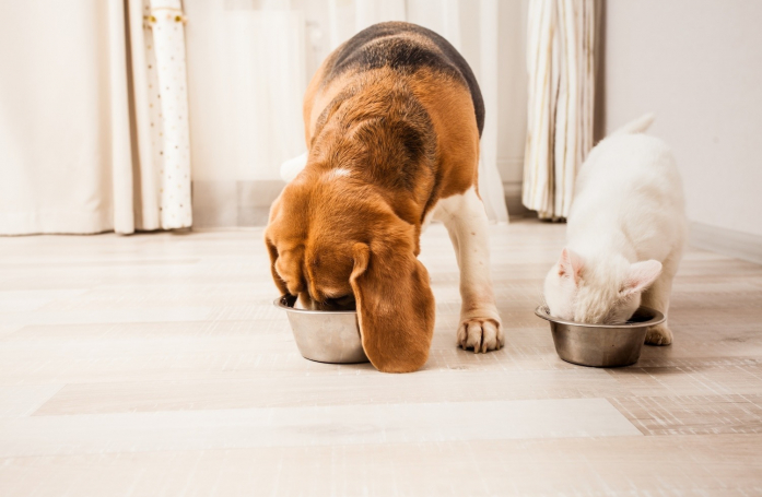 Bien nourrir son animal après l'adoption