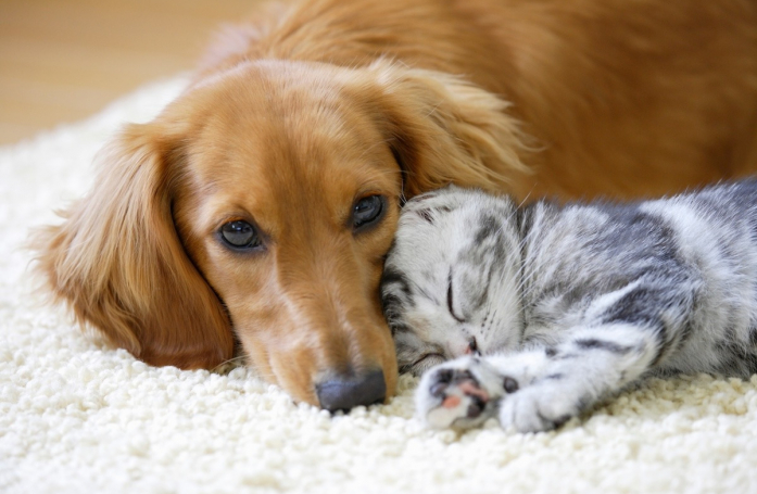 Adopter un animal sans sacrifier l’hygiène et le confort de son domicile