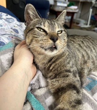Illustration de l'article : Une chatte errante fait ses adieux à la rue grâce à un bon samaritain, mais fait face à un diagnostic inattendu