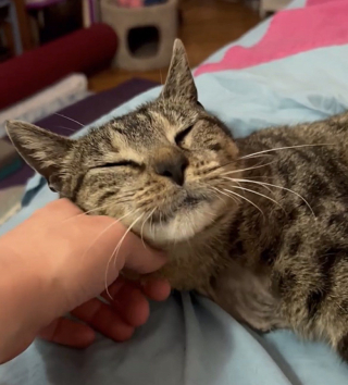 Illustration de l'article : Une chatte errante fait ses adieux à la rue grâce à un bon samaritain, mais fait face à un diagnostic inattendu