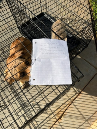 Illustration de l'article : Abandonnés devant un refuge avec un touchant message, ces 2 chiens espèrent trouver rapidement une nouvelle famille pour la vie
