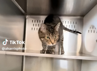 Illustration de l'article : Cette petite chatte est tristement ramenée au refuge moins de 7 jours après son adoption, car elle ne s’intéressait pas assez à ses jouets (vidéo)