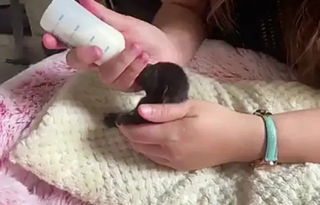 Illustration de l'article : Ce chaton orphelin offre d’adorables marques de gratitude à la bonne samaritaine qui l’a sauvé d’une mort certaine