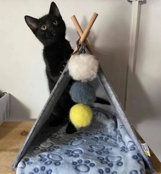 Illustration de l'article : Ce chaton orphelin offre d’adorables marques de gratitude à la bonne samaritaine qui l’a sauvé d’une mort certaine