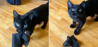 Illustration de l'article : Ce chaton orphelin offre d’adorables marques de gratitude à la bonne samaritaine qui l’a sauvé d’une mort certaine