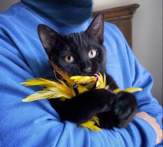 Illustration de l'article : Ce chaton orphelin offre d’adorables marques de gratitude à la bonne samaritaine qui l’a sauvé d’une mort certaine