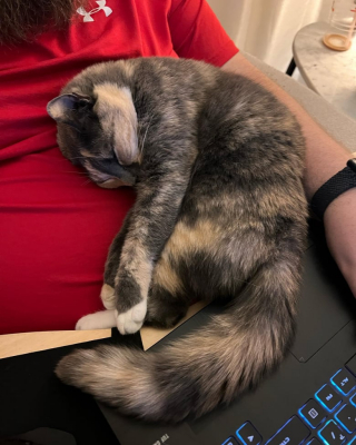 Illustration de l'article : Jugée trop affectueuse, une adorable chatte calico est contrainte de quitter son foyer (vidéo)