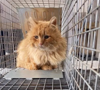 Illustration de l'article : Sauvé de la rue après une mauvaise bagarre, ce chat errant devient un modèle pour les chatons de sa famille d’accueil