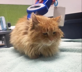 Illustration de l'article : Sauvé de la rue après une mauvaise bagarre, ce chat errant devient un modèle pour les chatons de sa famille d’accueil