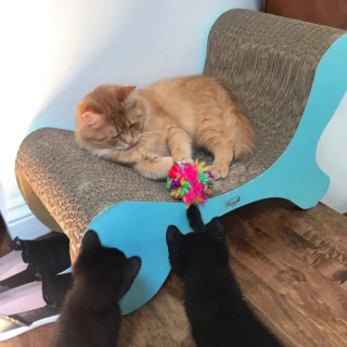 Illustration de l'article : Sauvé de la rue après une mauvaise bagarre, ce chat errant devient un modèle pour les chatons de sa famille d’accueil