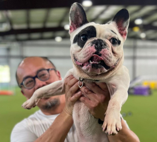 Illustration de l'article : Ce Bouledogue Français qui a vécu plusieurs échecs d’adoption à cause de son mauvais comportement espère avoir enfin trouvé la bonne famille