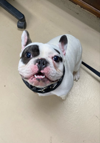 Illustration de l'article : Ce Bouledogue Français qui a vécu plusieurs échecs d’adoption à cause de son mauvais comportement espère avoir enfin trouvé la bonne famille