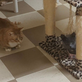 Illustration de l'article : Incomprise, cette adorable chatte a dû patienter près de 7 ans dans un refuge avant qu’une famille ne s’intéresse à elle (vidéo)