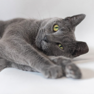 Illustration de l'article : Incomprise, cette adorable chatte a dû patienter près de 7 ans dans un refuge avant qu’une famille ne s’intéresse à elle (vidéo)